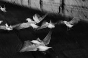 Phil Harbord - Gulls